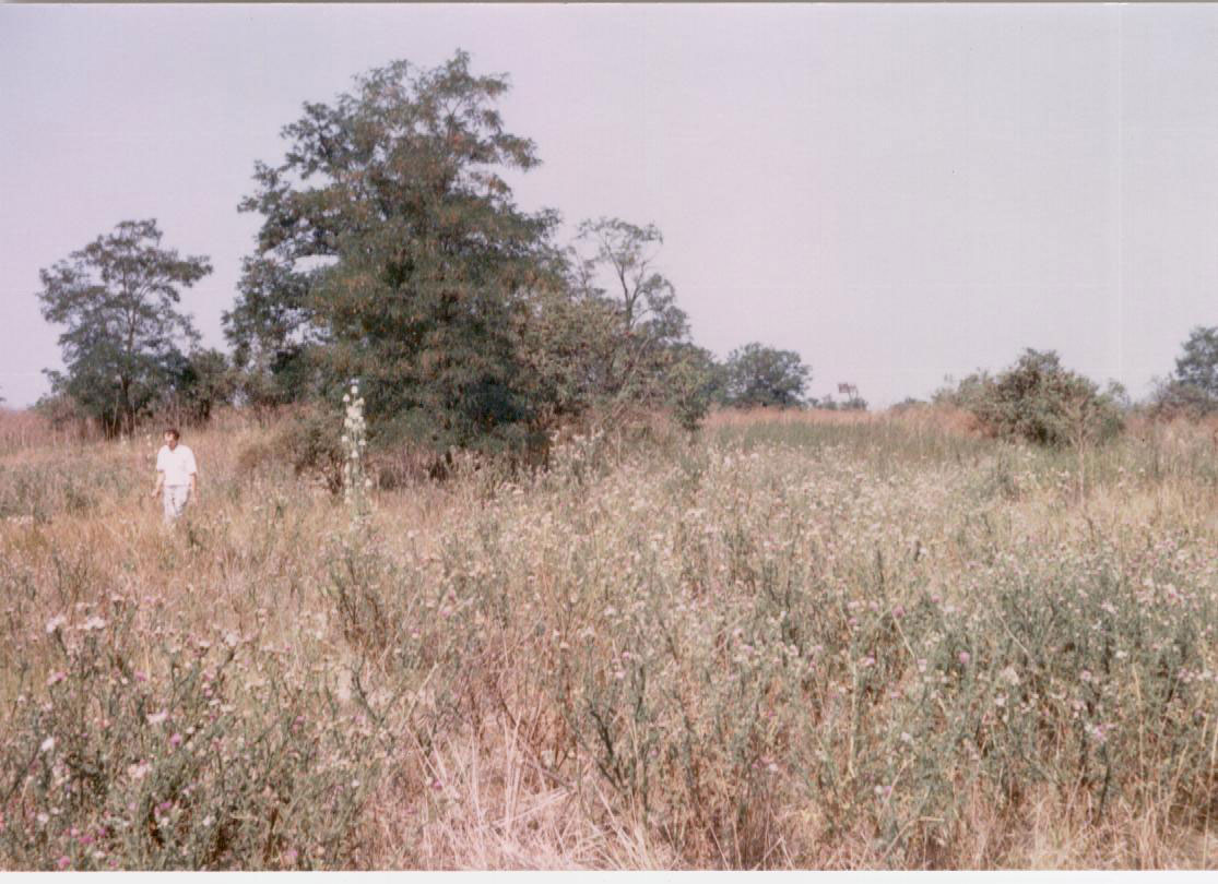 Molidorf cemetery, August 1989. Note the white flower stalk in front of the tree; these are still in evidence as of 2008<br>Click to enlarge